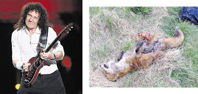 Brian May  |  Dead Fox